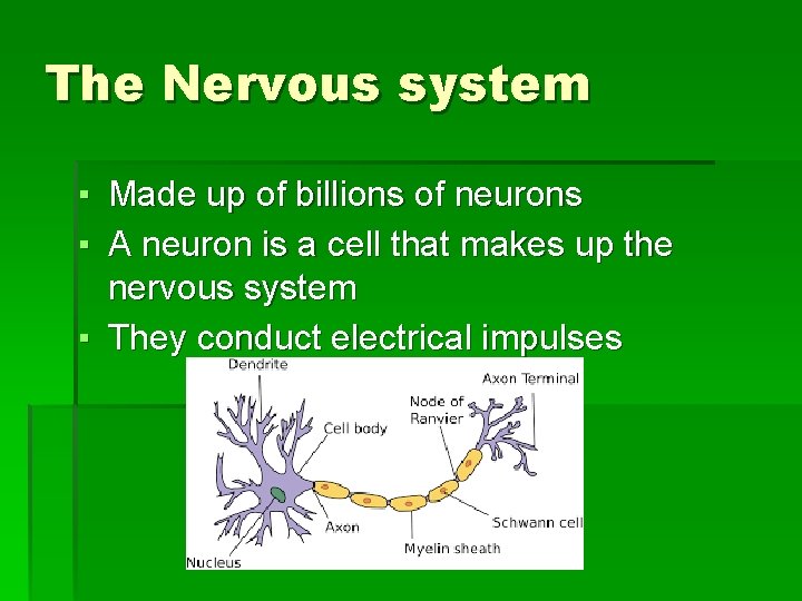The Nervous system ▪ Made up of billions of neurons ▪ A neuron is