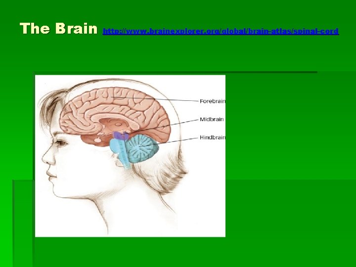 The Brain http: //www. brainexplorer. org/global/brain-atlas/spinal-cord 