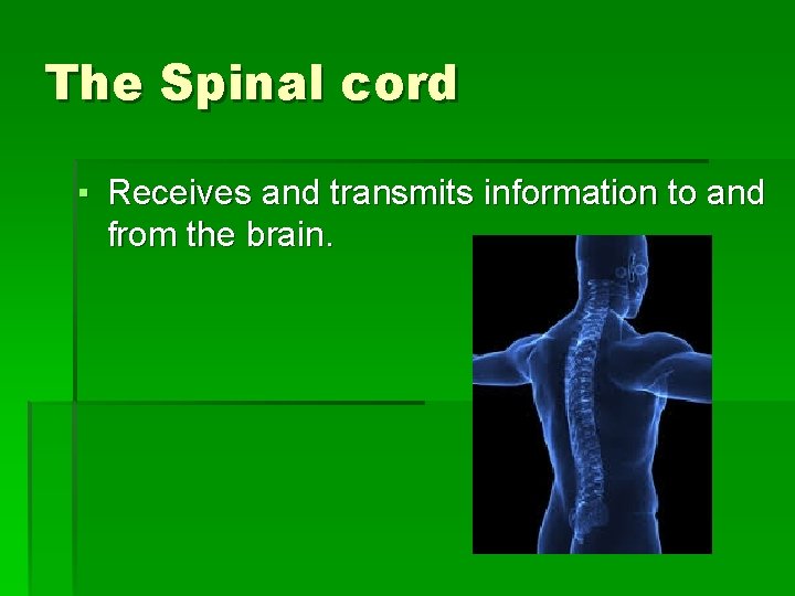 The Spinal cord ▪ Receives and transmits information to and from the brain. 