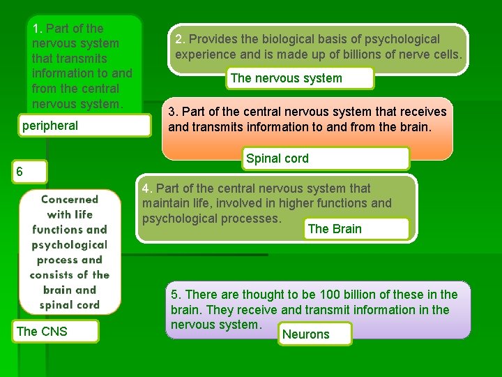 1. Part of the nervous system that transmits information to and from the central