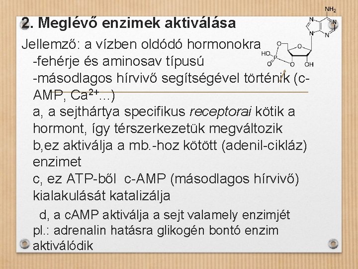 2. Meglévő enzimek aktiválása Jellemző: a vízben oldódó hormonokra -fehérje és aminosav típusú -másodlagos