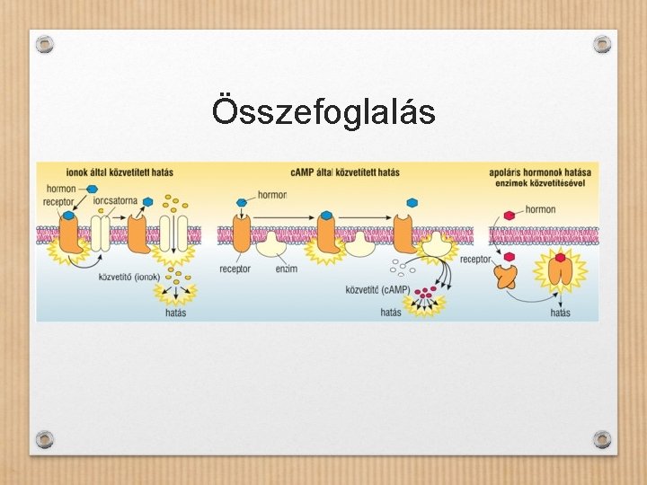 Összefoglalás 