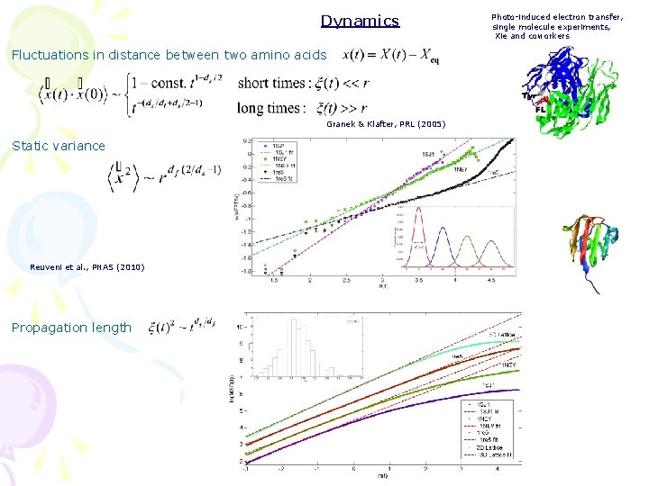 Dynamics Fluctuations in distance between two amino acids Granek & Klafter, PRL (2005) Static