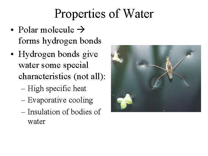 Properties of Water • Polar molecule forms hydrogen bonds • Hydrogen bonds give water