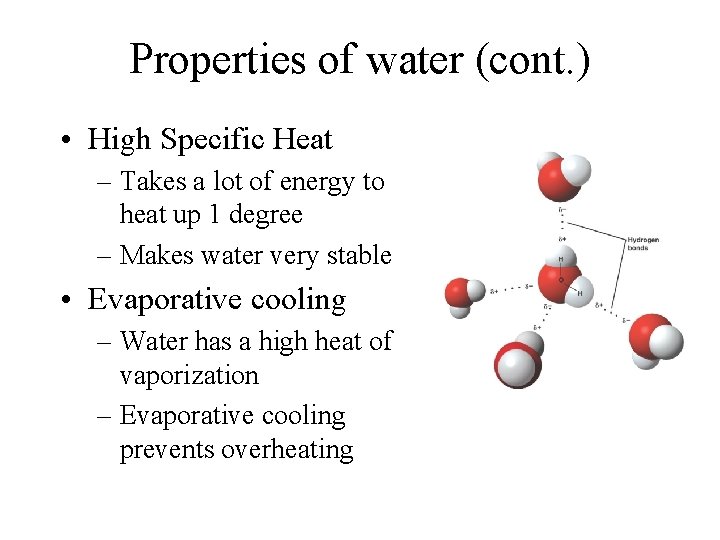 Properties of water (cont. ) • High Specific Heat – Takes a lot of