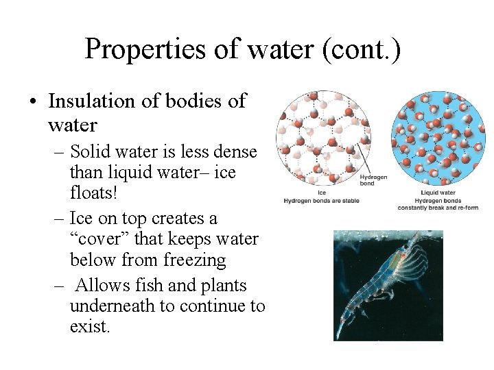 Properties of water (cont. ) • Insulation of bodies of water – Solid water