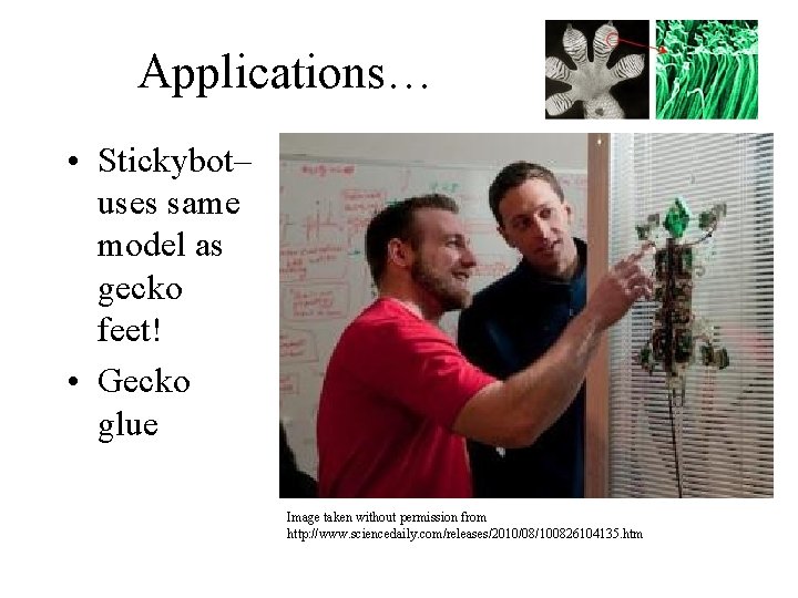 Applications… • Stickybot– uses same model as gecko feet! • Gecko glue Image taken