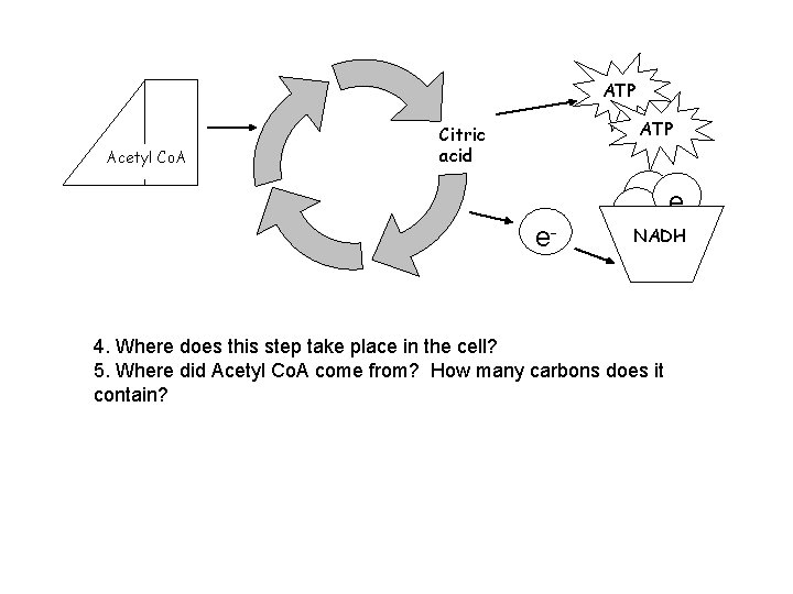 ATP Acetyl Co. A ATP Citric acid e- e e e- - -NADH 4. ATP Acetyl Co. A ATP Citric acid e- e e e- - -NADH 4.