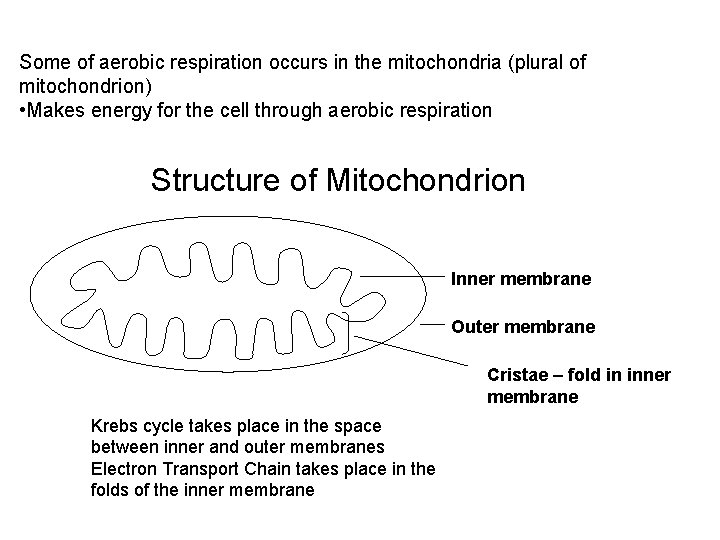Some of aerobic respiration occurs in the mitochondria (plural of mitochondrion) • Makes energy Some of aerobic respiration occurs in the mitochondria (plural of mitochondrion) • Makes energy