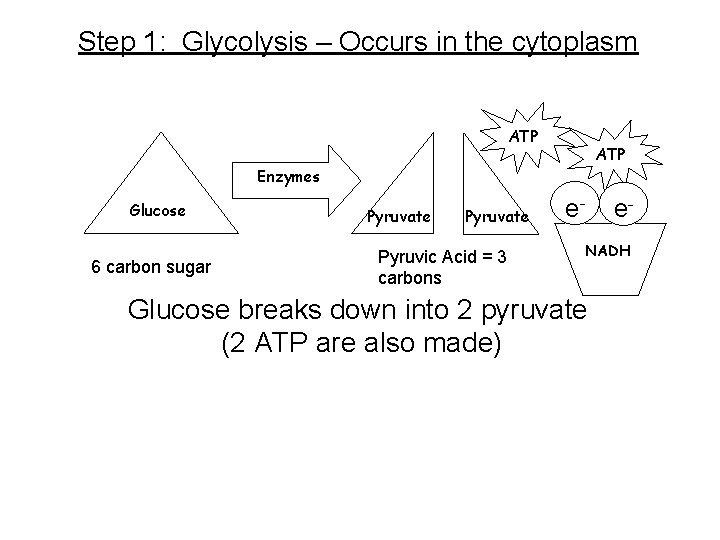 Step 1: Glycolysis – Occurs in the cytoplasm ATP Enzymes Glucose 6 carbon sugar Step 1: Glycolysis – Occurs in the cytoplasm ATP Enzymes Glucose 6 carbon sugar