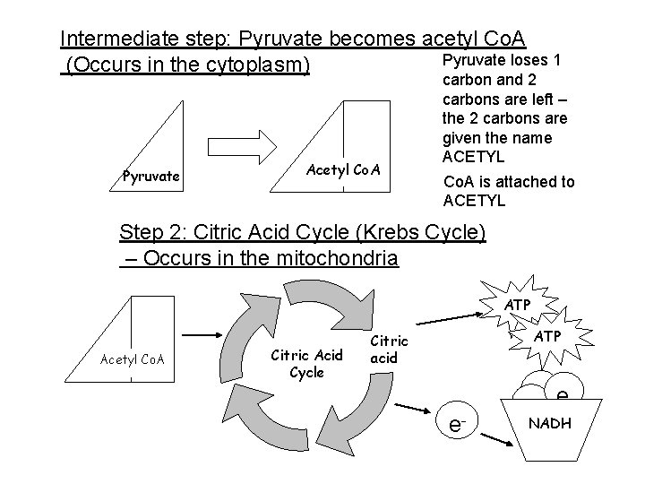Intermediate step: Pyruvate becomes acetyl Co. A Pyruvate loses 1 (Occurs in the cytoplasm) Intermediate step: Pyruvate becomes acetyl Co. A Pyruvate loses 1 (Occurs in the cytoplasm)