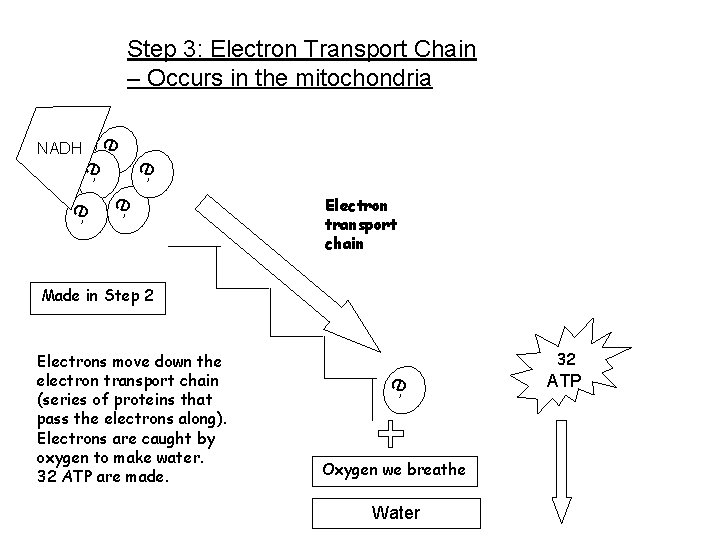 Step 3: Electron Transport Chain – Occurs in the mitochondria ee- e- NADH Electron Step 3: Electron Transport Chain – Occurs in the mitochondria ee- e- NADH Electron