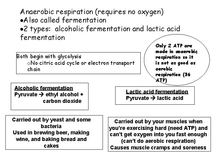 Anaerobic respiration (requires no oxygen) Also called fermentation 2 types: alcoholic fermentation and lactic Anaerobic respiration (requires no oxygen) Also called fermentation 2 types: alcoholic fermentation and lactic