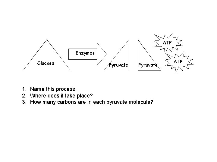 ATP Enzymes Glucose Pyruvate 1. Name this process. 2. Where does it take place? ATP Enzymes Glucose Pyruvate 1. Name this process. 2. Where does it take place?