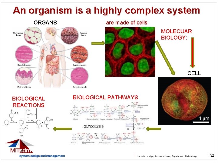 An organism is a highly complex system ORGANS are made of cells MOLECUAR BIOLOGY: