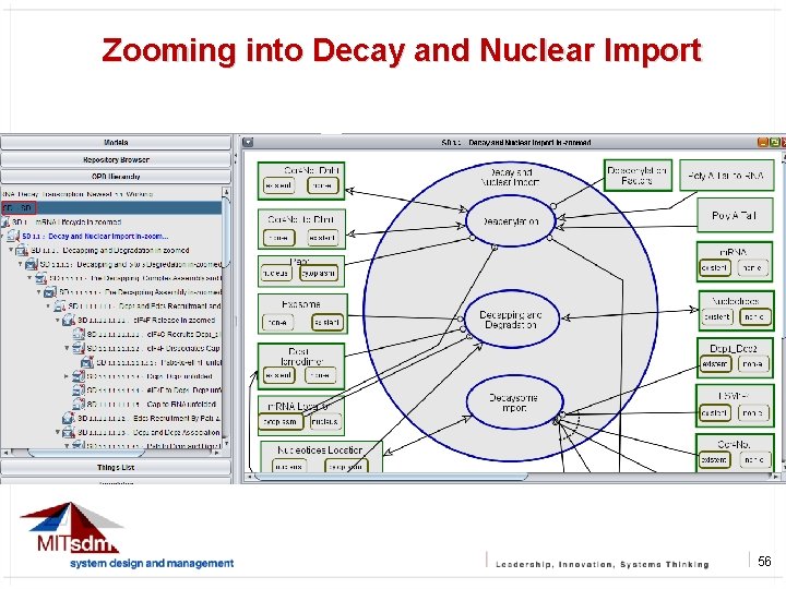 Zooming into Decay and Nuclear Import 56 