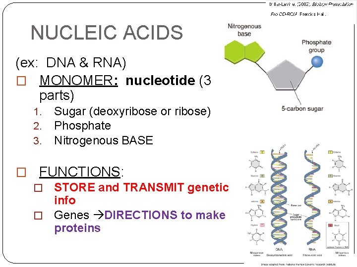 NUCLEIC ACIDS (ex: DNA & RNA) � MONOMER: nucleotide (3 parts) 1. 2. 3.