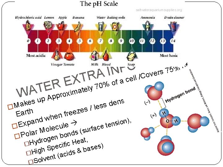 saltwateraquariumsupplies. org O F N AI R T X E o C / l