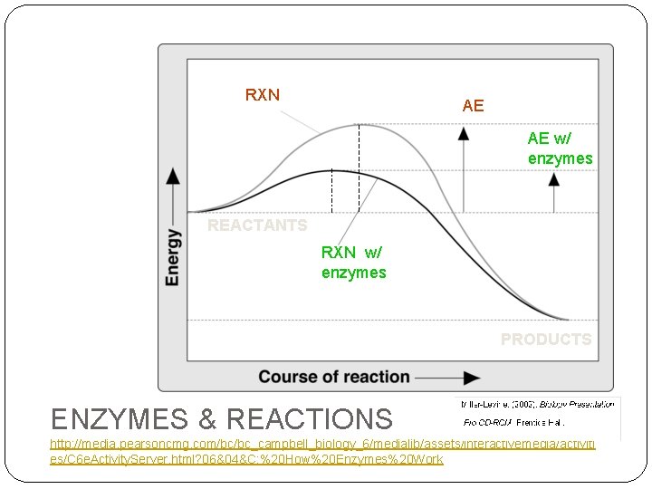 RXN AE AE w/ enzymes REACTANTS RXN w/ enzymes PRODUCTS ENZYMES & REACTIONS http: