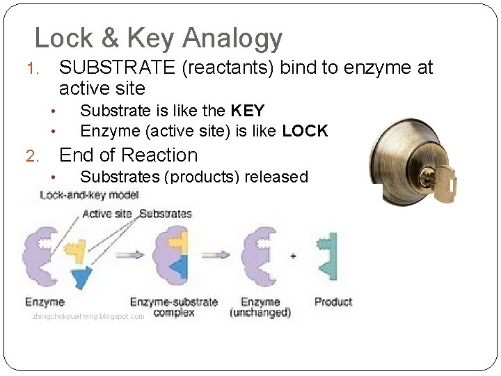 Lock & Key Analogy SUBSTRATE (reactants) bind to enzyme at active site 1. •