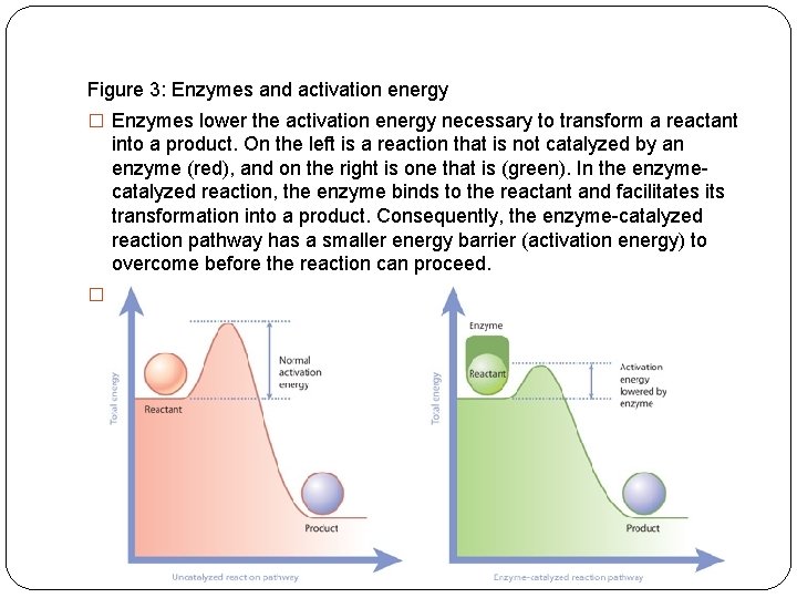 Figure 3: Enzymes and activation energy � Enzymes lower the activation energy necessary to