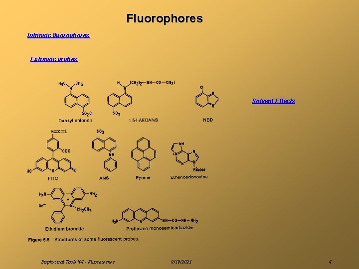 Fluorophores Intrinsic fluorophores Extrinsic probes Solvent Effects Biophysical Tools '04 - Fluorescence 9/19/2021 4