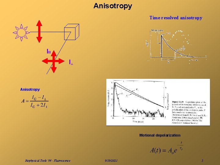 Anisotropy Time resolved anisotropy I װ I┴ Anisotropy Motional depolarization Biophysical Tools '04 -