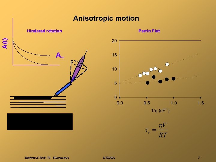 Anisotropic motion Perrin Plot A(t) Hindered rotation A∞ Biophysical Tools '04 - Fluorescence 9/19/2021