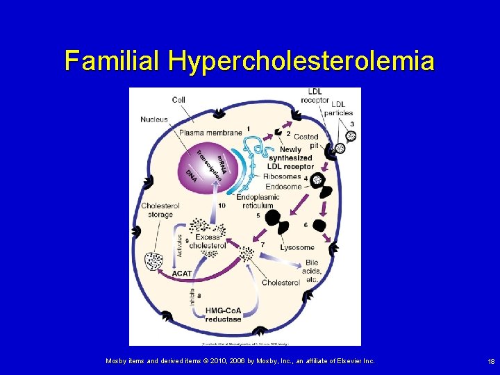 Familial Hypercholesterolemia Mosby items and derived items © 2010, 2006 by Mosby, Inc. , Familial Hypercholesterolemia Mosby items and derived items © 2010, 2006 by Mosby, Inc. ,