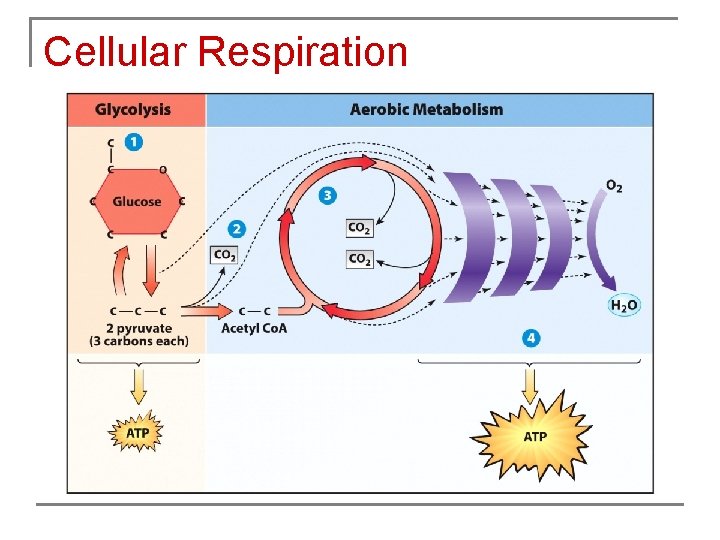 Cellular Respiration 