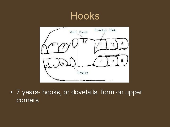 Hooks • 7 years- hooks, or dovetails, form on upper corners 