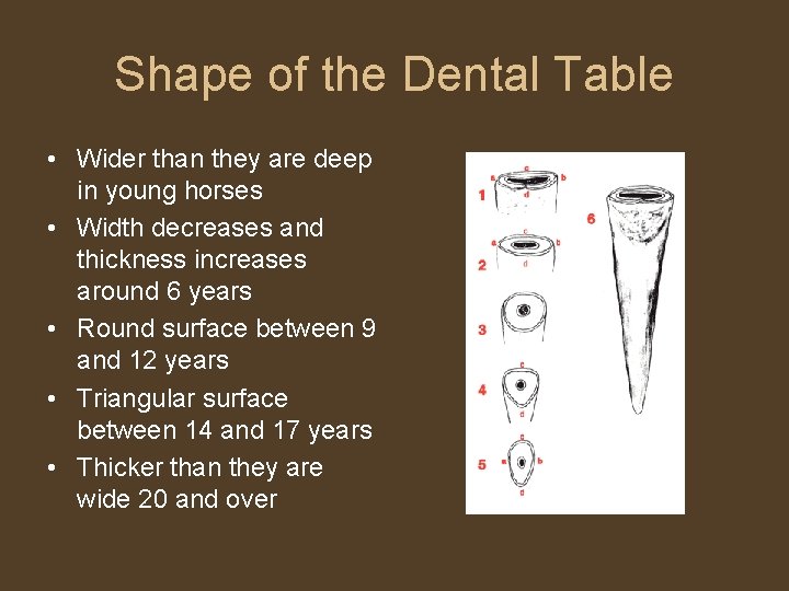Shape of the Dental Table • Wider than they are deep in young horses