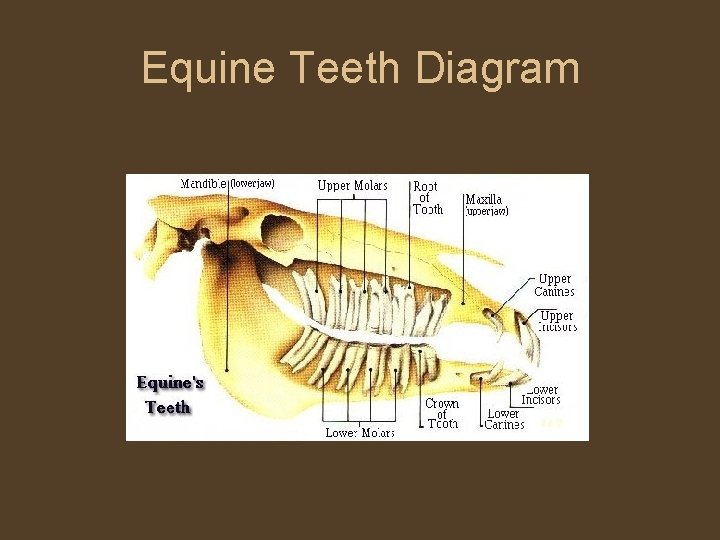 Equine Teeth Diagram 