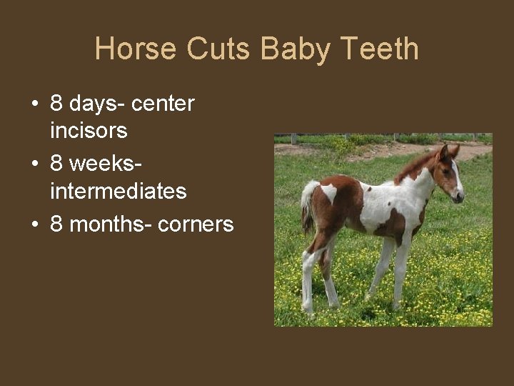 Horse Cuts Baby Teeth • 8 days- center incisors • 8 weeksintermediates • 8