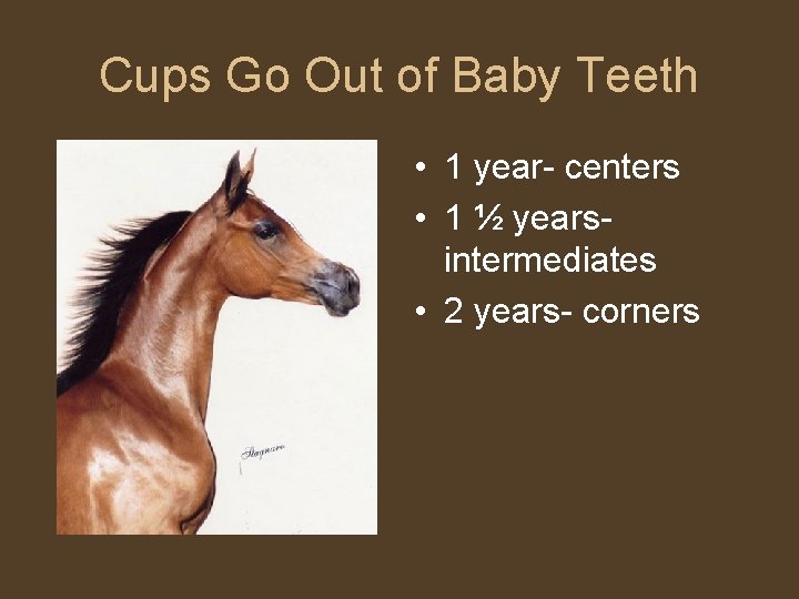 Cups Go Out of Baby Teeth • 1 year- centers • 1 ½ yearsintermediates