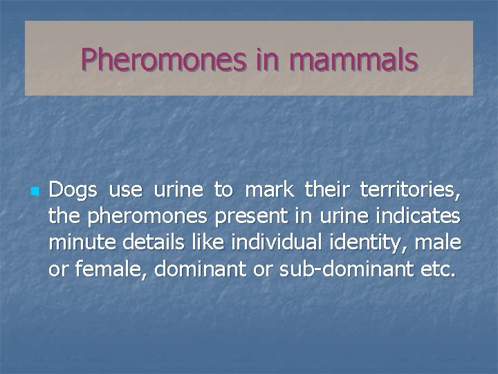 Pheromones in mammals n Dogs use urine to mark their territories, the pheromones present