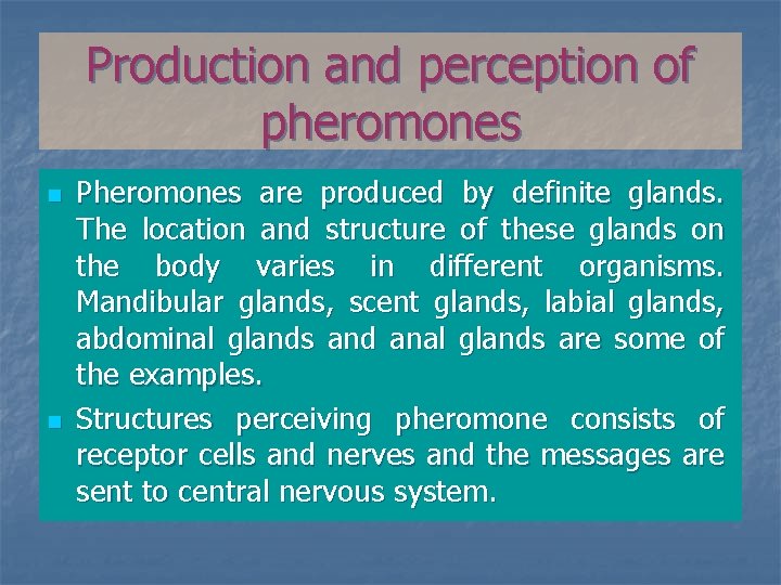 Production and perception of pheromones n n Pheromones are produced by definite glands. The