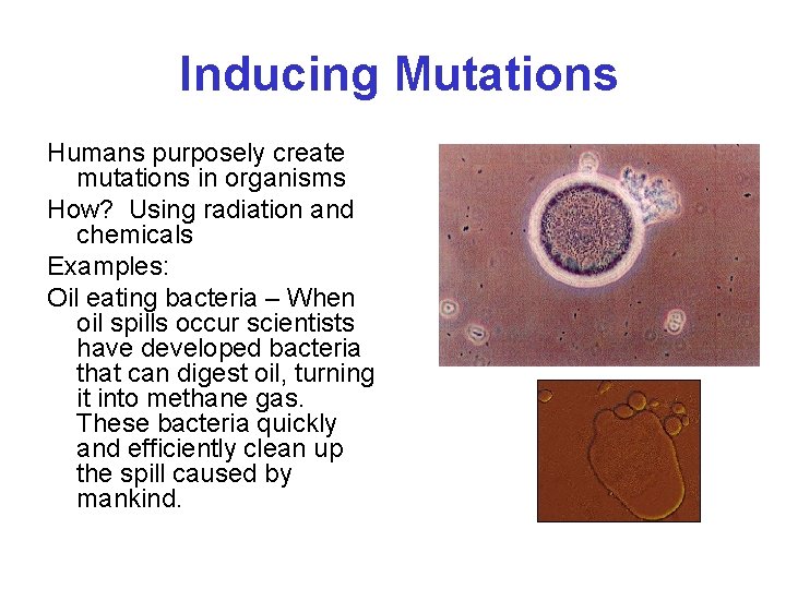 Inducing Mutations Humans purposely create mutations in organisms How? Using radiation and chemicals Examples: