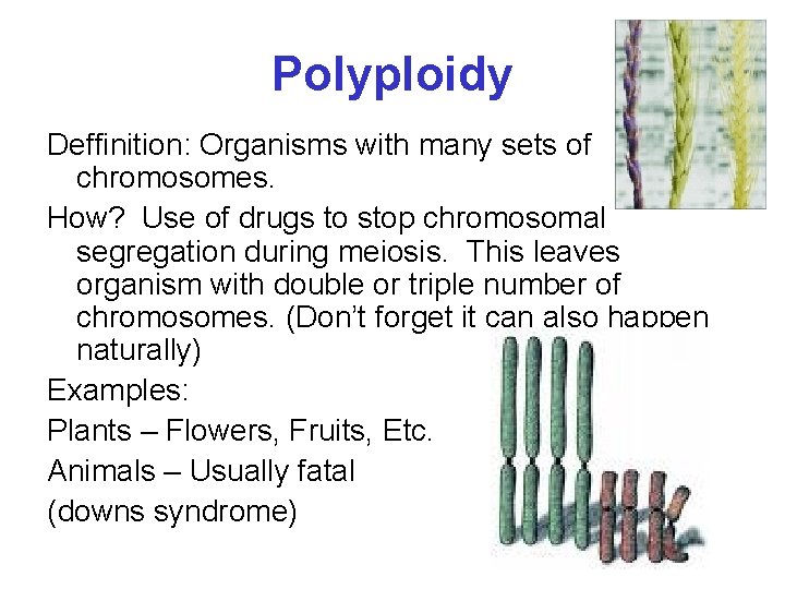 Polyploidy Deffinition: Organisms with many sets of chromosomes. How? Use of drugs to stop