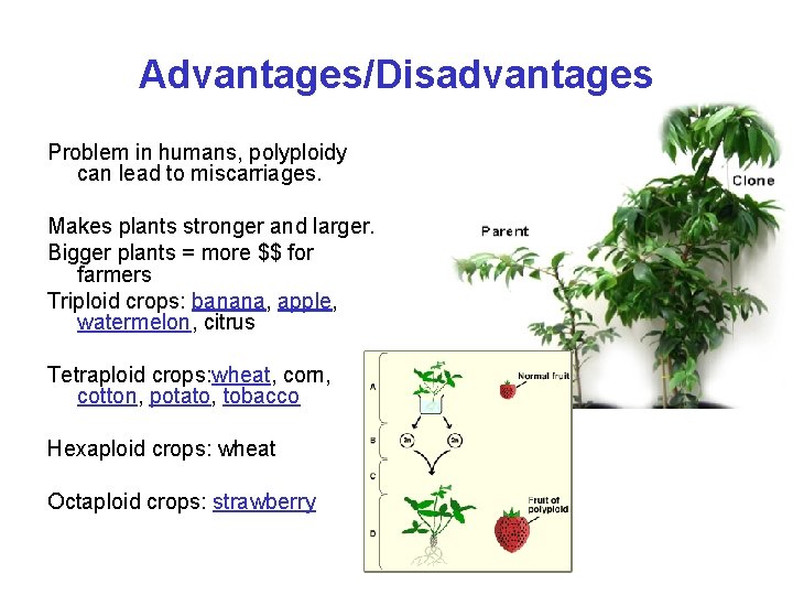 Advantages/Disadvantages Problem in humans, polyploidy can lead to miscarriages. Makes plants stronger and larger.