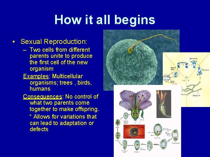 How it all begins • Sexual Reproduction: – Two cells from different parents unite