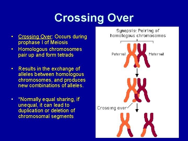 Crossing Over • Crossing Over: Occurs during prophase I of Meiosis • Homologous chromosomes