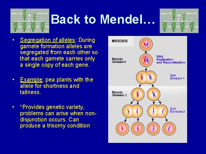 Back to Mendel… • Segregation of alleles: During gamete formation alleles are segregated from