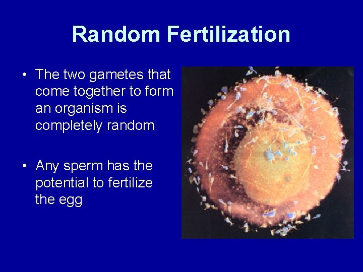 Random Fertilization • The two gametes that come together to form an organism is