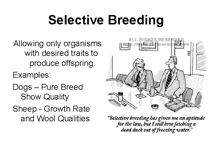 Selective Breeding Allowing only organisms with desired traits to produce offspring. Examples: Dogs –