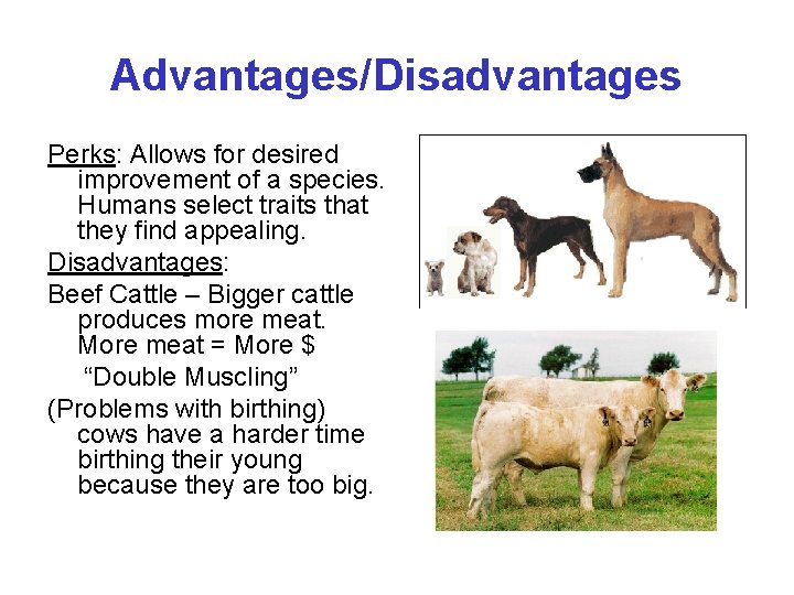 Advantages/Disadvantages Perks: Allows for desired improvement of a species. Humans select traits that they