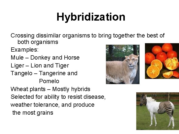 Hybridization Crossing dissimilar organisms to bring together the best of both organisms Examples: Mule