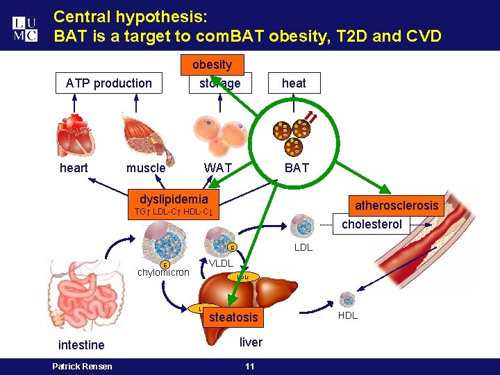 Central hypothesis: BAT is a target to com. BAT obesity, T 2 D and