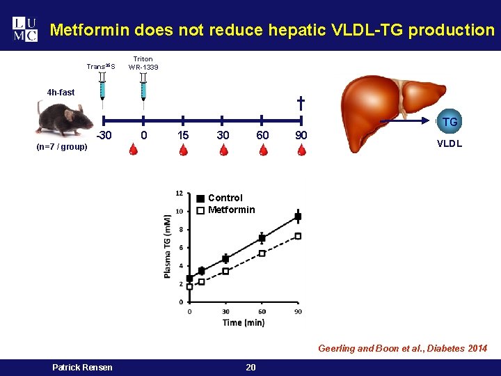 Metformin does not reduce hepatic VLDL-TG production Trans 35 S Triton WR-1339 4 h-fast