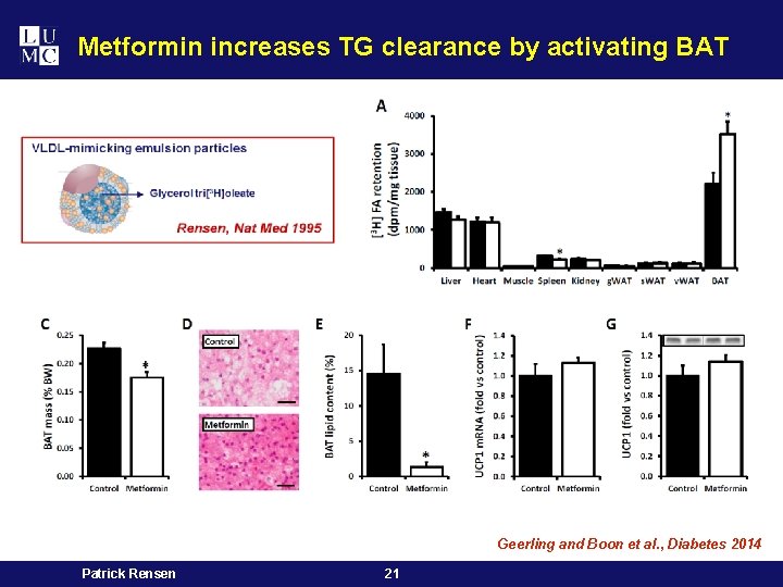 Metformin increases TG clearance by activating BAT Geerling and Boon et al. , Diabetes